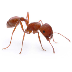 Harvester Ant identification in Houston TX |  Environmental Coalition Incorporated
