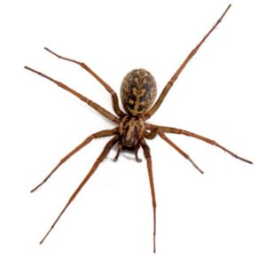 Hobo Spider identification in Houston TX |  Environmental Coalition Incorporated
