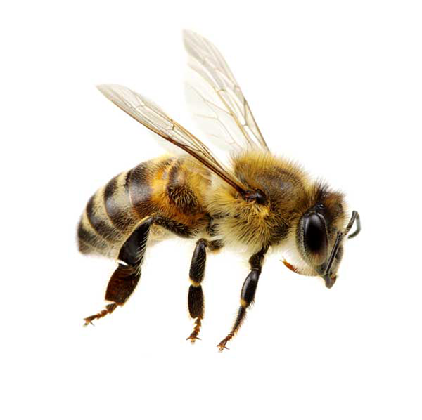 Honey Bee identification in Houston TX |  Environmental Coalition Incorporated