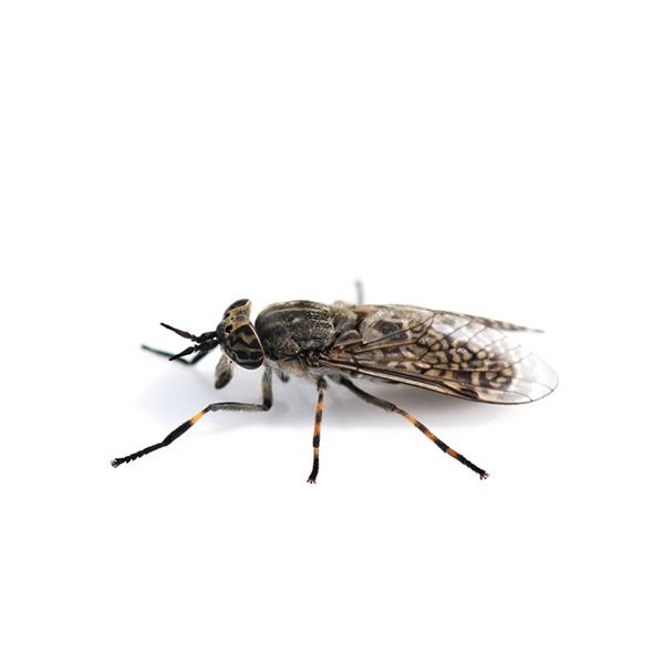 Horse Fly identification in Houston TX |  Environmental Coalition Incorporated