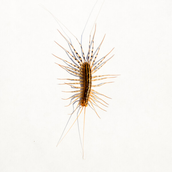 House Centipede identification in Houston TX |  Environmental Coalition Incorporated