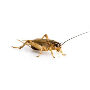 House Cricket identification in Houston TX |  Environmental Coalition Incorporated