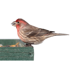 House Finch identification in Houston TX |  Environmental Coalition Incorporated
