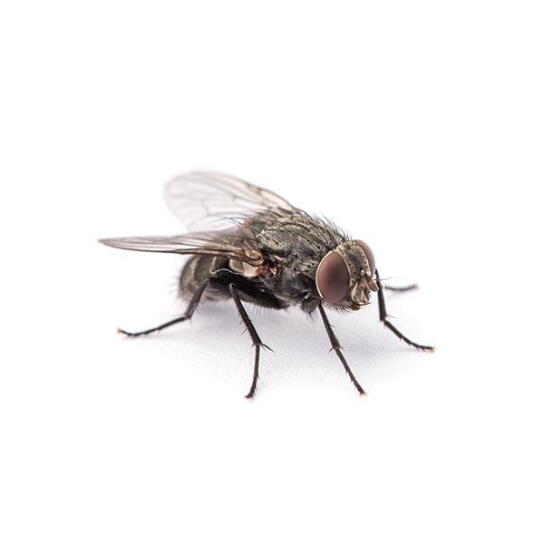 House Fly identification in Houston TX |  Environmental Coalition Incorporated