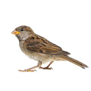 House Sparrow identification in Houston TX |  Environmental Coalition Incorporated