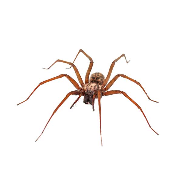 House Spider identification in Houston TX |  Environmental Coalition Incorporated