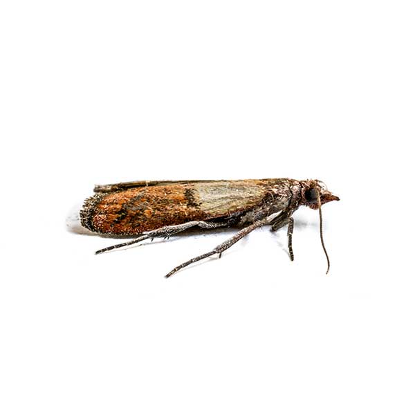 Indian Meal Moth identification in Houston TX |  Environmental Coalition Incorporated