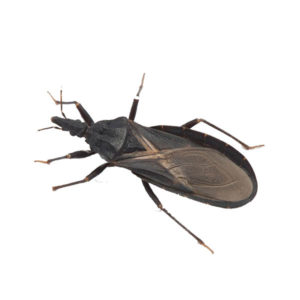 Kissing Bug identification in Houston TX |  Environmental Coalition Incorporated