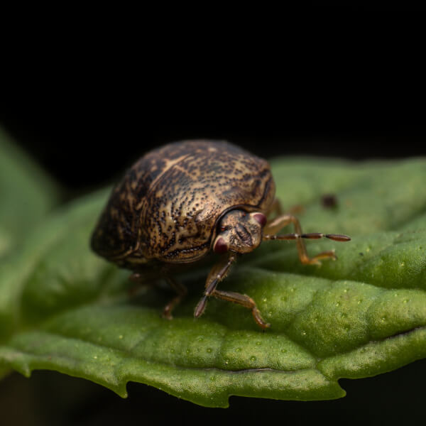 Kudzu Bug identification in Houston TX |  Environmental Coalition Incorporated