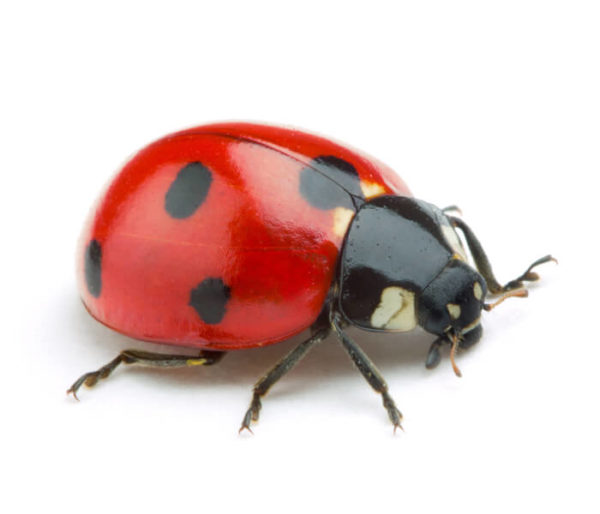 Ladybug identification in Houston TX |  Environmental Coalition Incorporated