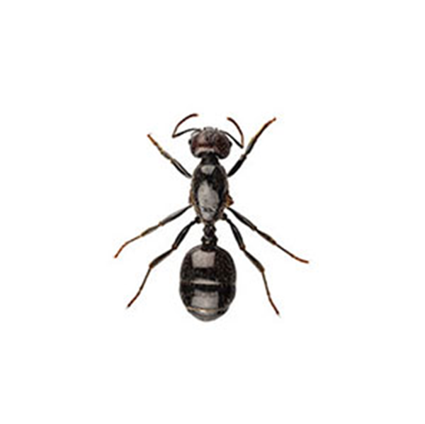 Little Black Ant identification in Houston TX |  Environmental Coalition Incorporated