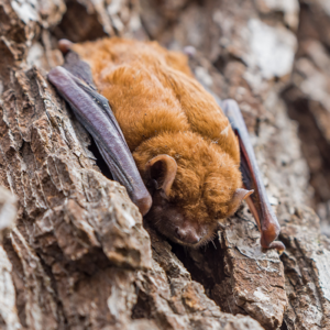 Little Brown Bat identification in Houston TX |  Environmental Coalition Incorporated