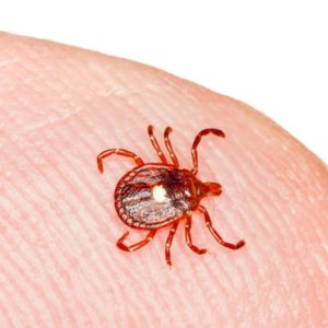 Lone Star Tick identification in Houston TX |  Environmental Coalition Incorporated