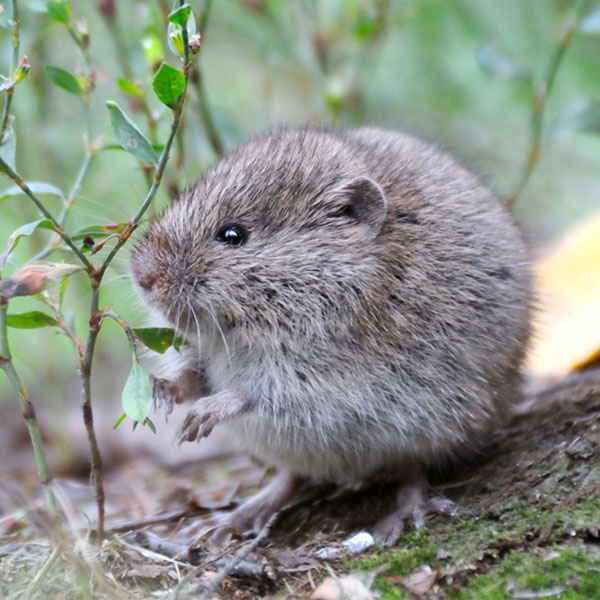 Meadow Vole identification in Houston TX |  Environmental Coalition Incorporated