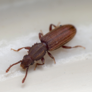 Merchant Grain Beetle identification in Houston TX |  Environmental Coalition Incorporated