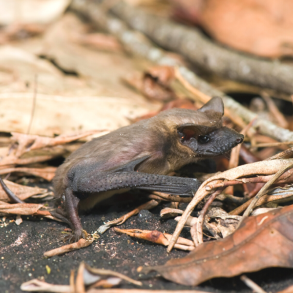 Mexican Free-Tailed Bat identification in Houston TX |  Environmental Coalition Incorporated