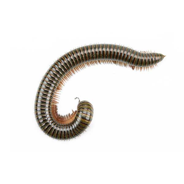 Millipede identification in Houston TX |  Environmental Coalition Incorporated