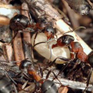 Moisture Ant identification in Houston TX |  Environmental Coalition Incorporated