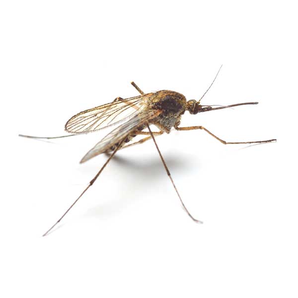 Mosquito identification in Houston TX |  Environmental Coalition Incorporated