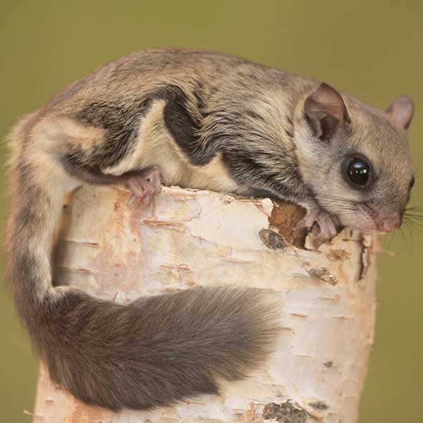 Northern Flying Squirrel identification in Houston TX |  Environmental Coalition Incorporated