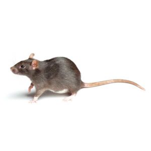 Norway Rat identification in Houston TX |  Environmental Coalition Incorporated