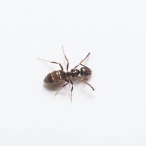 Odorous House Ant identification in Houston TX |  Environmental Coalition Incorporated