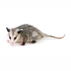 Opossum identification in Houston TX |  Environmental Coalition Incorporated