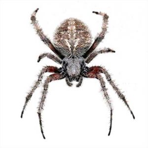Orb-Weaver Spider identification in Houston TX |  Environmental Coalition Incorporated