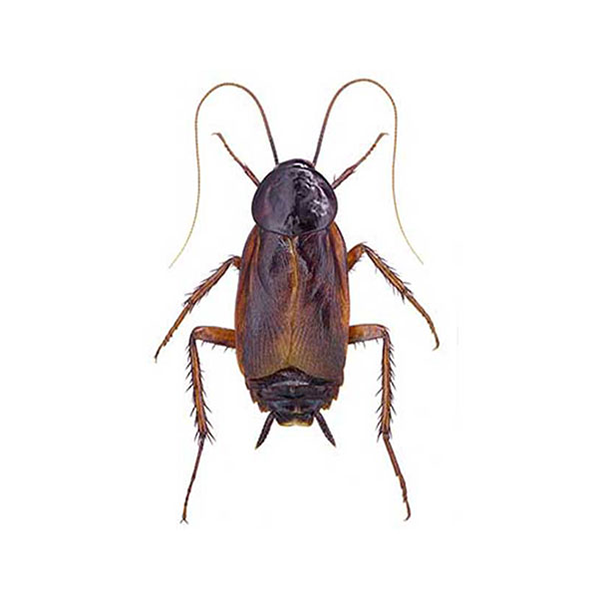Oriental Cockroach identification in Houston TX |  Environmental Coalition Incorporated