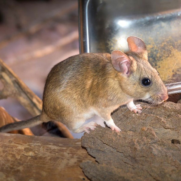 Pack rat identification in Houston TX |  Environmental Coalition Incorporated