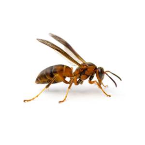 Paper Wasp identification in Houston TX |  Environmental Coalition Incorporated