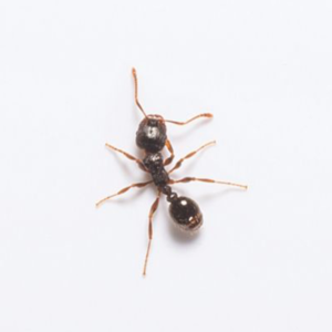 Pavement Ant identification in Houston TX |  Environmental Coalition Incorporated