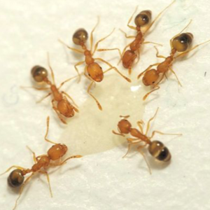 Pharaoh Ant identification in Houston TX |  Environmental Coalition Incorporated