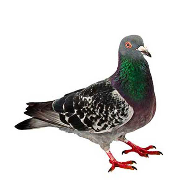Pigeon identification in Houston TX |  Environmental Coalition Incorporated