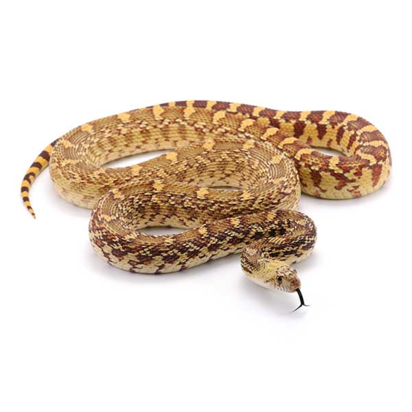Pine Snake identification in Houston TX |  Environmental Coalition Incorporated