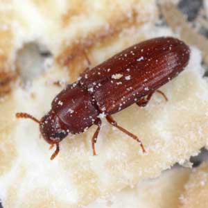 Red Flour Beetle identification in Houston TX |  Environmental Coalition Incorporated