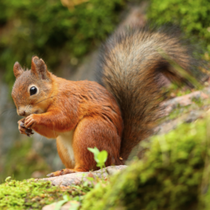 Red Squirrel identification in Houston TX |  Environmental Coalition Incorporated