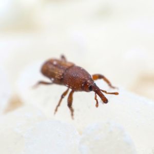 Rice Weevil identification in Houston TX |  Environmental Coalition Incorporated
