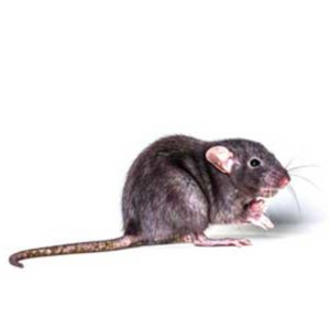 Roof Rat identification in Houston TX |  Environmental Coalition Incorporated
