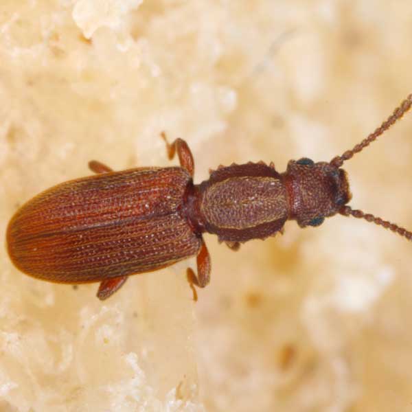 Sawtoothed Grain Beetle identification in Houston TX |  Environmental Coalition Incorporated