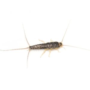 Silverfish identification in Houston TX |  Environmental Coalition Incorporated
