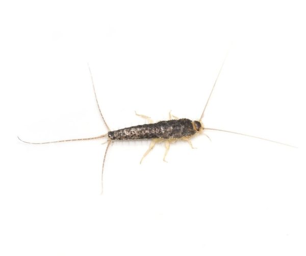 Silverfish identification in Houston TX |  Environmental Coalition Incorporated