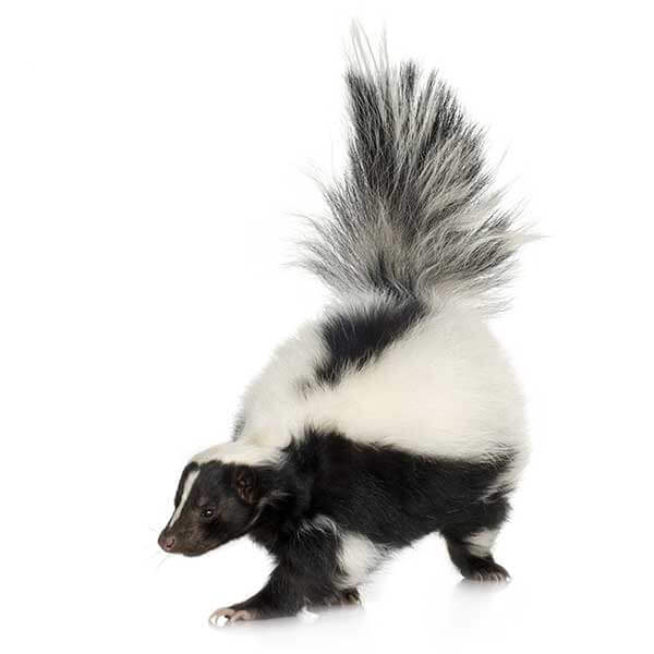 Skunk identification in Houston TX |  Environmental Coalition Incorporated