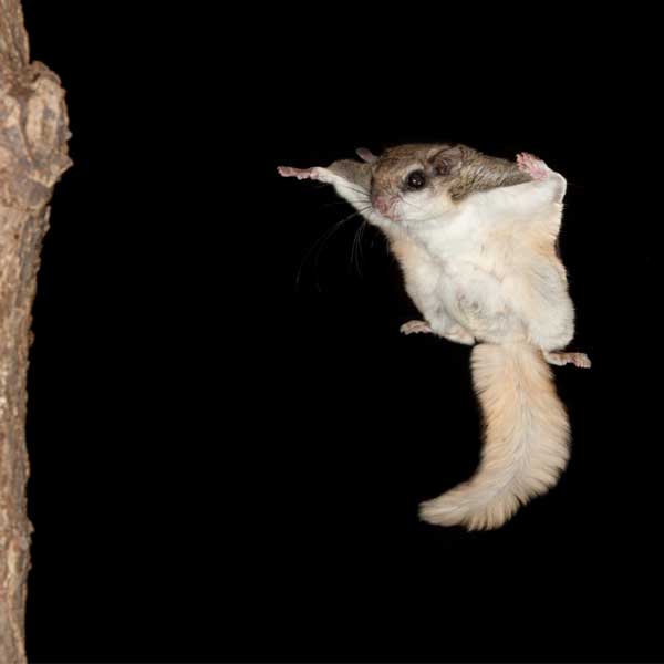 Southern Flying Squirrel identification in Houston TX |  Environmental Coalition Incorporated