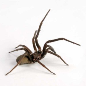 Southern House Spider identification in Houston TX |  Environmental Coalition Incorporated