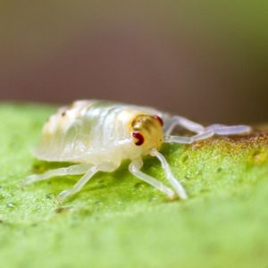 Spider Mite identification in Houston TX |  Environmental Coalition Incorporated