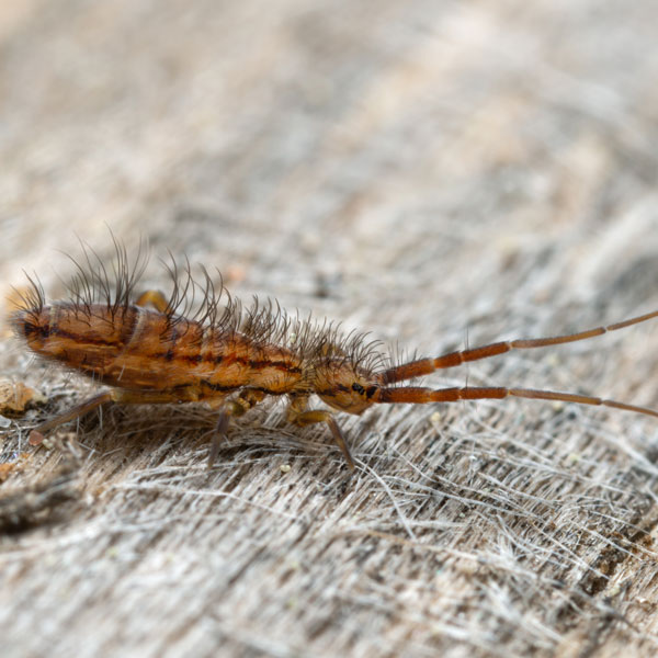 Springtail identification in Houston TX |  Environmental Coalition Incorporated