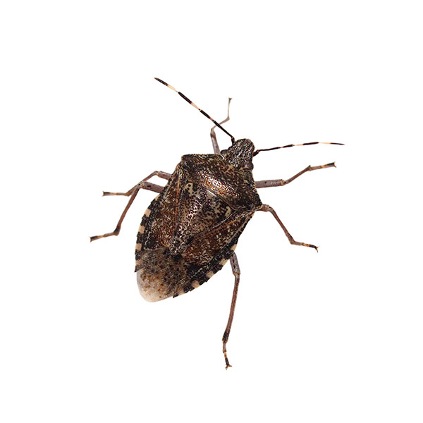 Stink Bug identification in Houston TX |  Environmental Coalition Incorporated