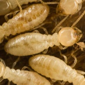 Subterranean Termite Identification in Houston TX |  Environmental Coalition Incorporated