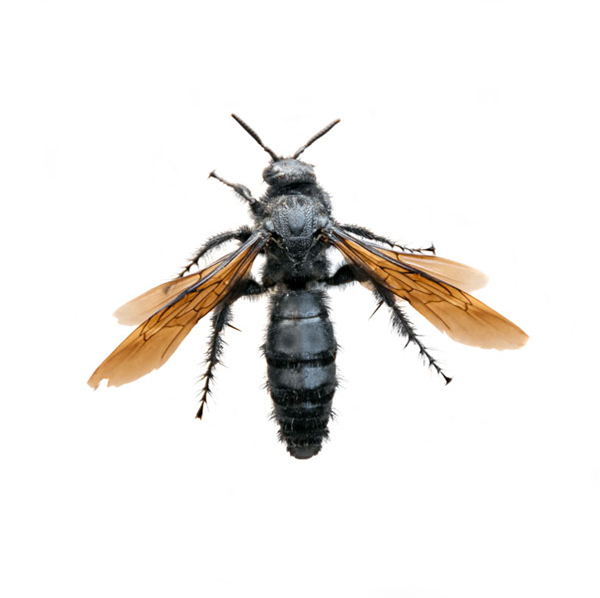 Tarantula Hawk Wasp identification in Houston TX |  Environmental Coalition Incorporated